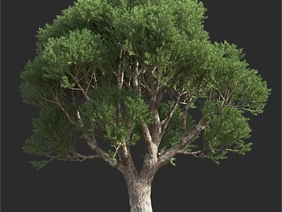 Lush Green Arbor With Thick Trunk And Dense Foliage Branches 3d model