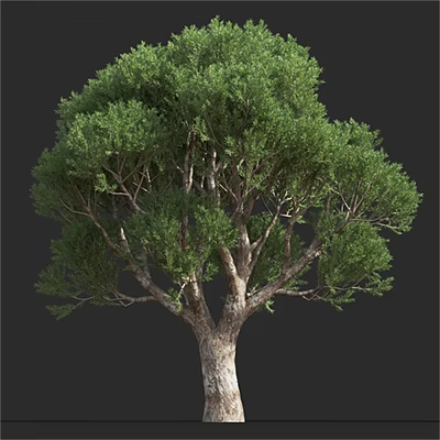 Lush Green Arbor With Thick Trunk And Dense Foliage Branches 3d model