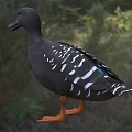 Black Duck With White Spotted Wings And Orange Feet Standing On Grassland