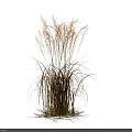 Red and Brown Herbaceous Plant with Wispy Leaves Against Black Background