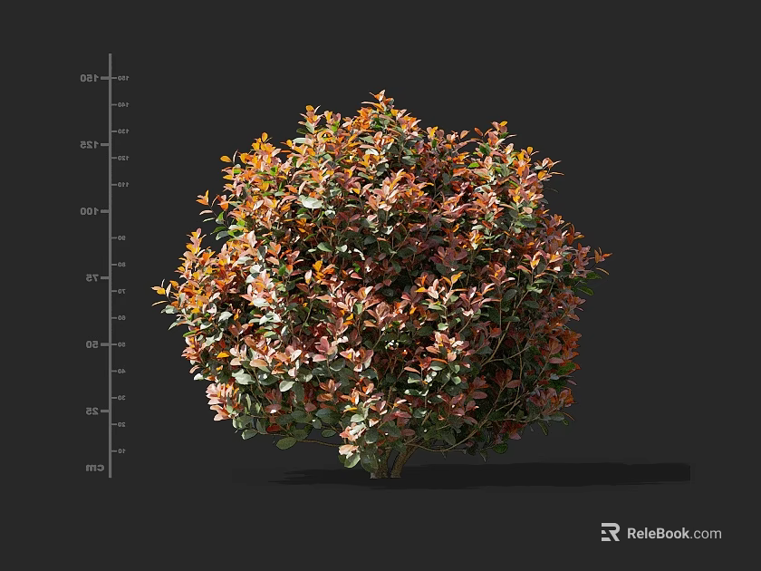 Vibrant Globe Shaped Shrub With Orange And Green Foliage And 40 80cm Height 3d model 