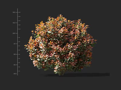 Vibrant Globe Shaped Shrub With Orange And Green Foliage And 40 80cm Height 3d model
