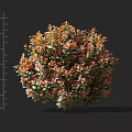 Vibrant Globe Shaped Shrub With Orange And Green Foliage And 40 80cm Height
