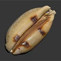 Modern Conch Bone Snail Field Snail 3d model