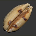 Modern Conch Bone Snail Snail Field Snail 3d model