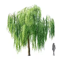 Weeping Willow Arbor and Broadleaf Tree with Silhouette Figure Showing Different Crown Shapes