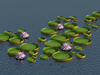 Pink Water Lilies And Green Lily Pads Floating On Calm Pond Water Surface 3d model