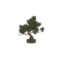 Artistic Bonsai Plant With Curved Trunk Exposed Roots And Lush Green Foliage