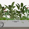 Bonsai Potted Plants Featuring Large Green Leaves and Red Flowers in White Rectangular Planter