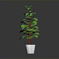 Green Leafy Plant with Red Stems in White Pot on Dark Background for Indoor Decoration