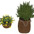 Bonsai Potted Plants in Woven Basket Planters with Yellow Flowers and Lush Green Leaves