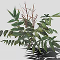 Healthy Green Plants Showcasing Diverse Leaf Shapes Slender Stems And Deep Green Foliage