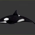 Orca Marine Wildlife Animal With Sleek Body Black And White Coloration And Prominent Dorsal Fin