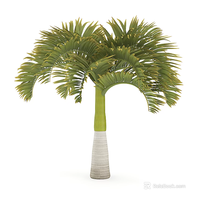 Tropical Arbor With Green Feathery Fronds And White Textured Trunk 3d model 