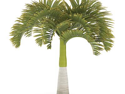 Tropical Arbor With Green Feathery Fronds And White Textured Trunk 3d model
