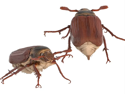 Detailed View Of Two Brown Flying Beetles With Hard Elytra And Long Legs 3d model