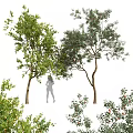 Tall Arbor Tree With Lush Green Foliage Thick Trunk And Red Fruits Beside Silhouette Figure