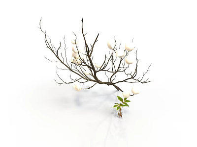 Dried Plant Branches With White Buds and Small Green Seedling on White Background 3d model