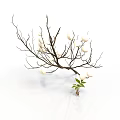 Dried Plant Branches With White Buds and Small Green Seedling on White Background