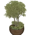 Lush Evergreen Olive Bonsai Plant In Terracotta Pot With Multiple Trunks And Green Leaves