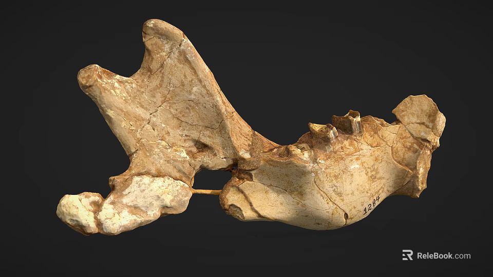 Male Human Skull Fossil with Ancient Bone Structure and Prehistoric Teeth Features 3d model 