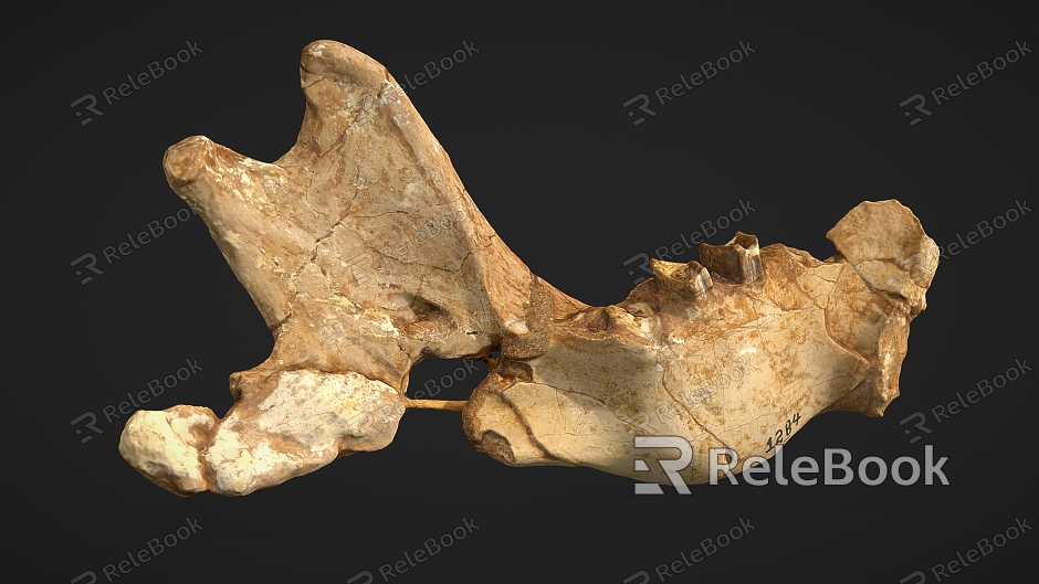 bone bone human bone animal bone model