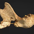 Male Human Skull Fossil with Ancient Bone Structure and Prehistoric Teeth Features