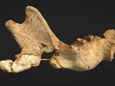 Male Human Skull Fossil with Ancient Bone Structure and Prehistoric Teeth Features 3d model
