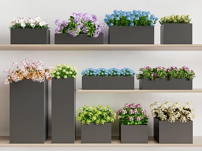 Various Colorful Potted Plants On Multi Tiered Wooden Shelves With Black Pots 3d model