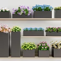 Various Colorful Potted Plants On Multi Tiered Wooden Shelves With Black Pots