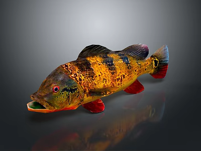Vibrant Fish With Yellow Orange Black Stripes Red Fins Tail Open Mouth On Gray Background 3d model