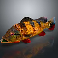 Vibrant Fish With Yellow Orange Black Stripes Red Fins Tail Open Mouth On Gray Background