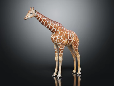 Tall Giraffe With Brown And White Spots Standing On Dark Background 3d model