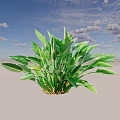 Healthy Lush Green Shrub With Broad Vibrant Leaves For Garden Landscaping