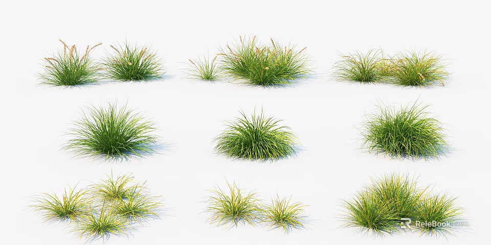 Green Grass Plants With Various Sizes And Shapes On White Background 3d model 