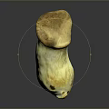 Fresh Brown Cap Mushroom With White Stem On Dark Reflective Background