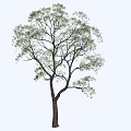Detailed Natural Arbor Featuring Dark Trunk And Green Lush Foliage Isolated On Light Background