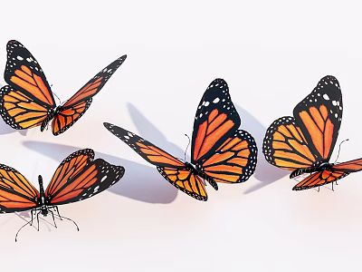Four Monarch Butterflies With Orange And Black Wings On White Background 3d model