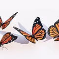 Four Monarch Butterflies With Orange And Black Wings On White Background