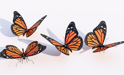 Modern Butterfly Animals 3d model