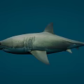 Gray Shark Swimming In Blue Ocean Water With Sharp Fins And Smooth Body