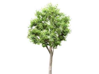 green plant big tree 3d model