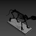 Anatomical Cat Skeleton Model Display On White Base Stand