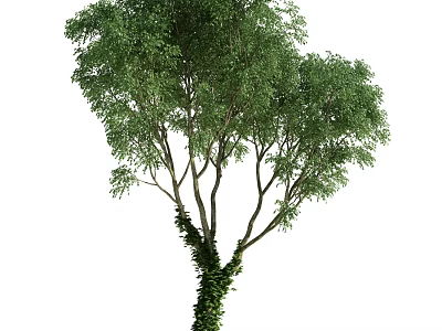 Lush Green Leafy Tree With Ivy Climbing On Trunk In Natural Environment 3d model