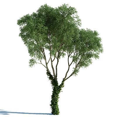 Lush Green Leafy Tree With Ivy Climbing On Trunk In Natural Environment 3d model