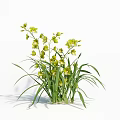 Bright Yellow Orchids With Green Leaves And Fresh Healthy Blooms In Natural Scene