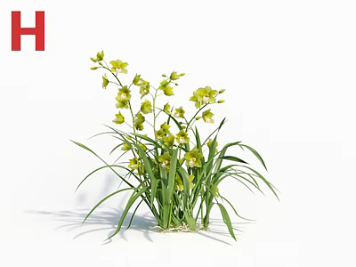 Bright Yellow Orchids With Green Leaves And Fresh Healthy Blooms In Natural Scene 3d model
