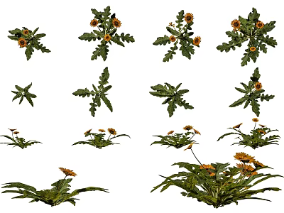 Modern Chrysanthemum Sunflower Sunflower Shrub Chrysanthemum Sunflower Shrub Plants Outdoor Garden Shrub Sunflower Chrysanthemum 3d model