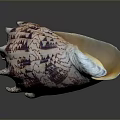 Organ And Hair Like Textures In Purple White Shell With Orange Interior