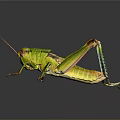 Vibrant Green And Yellow Grasshopper With Long Hind Legs And Antennae On Dark Background